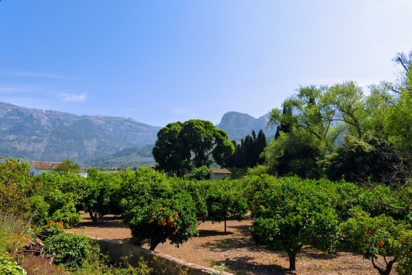 Zdjęcie z Hiszpanii - a dalej az do samego Soller jedzie się p/ tzw. Dolinę Pomarańczy...