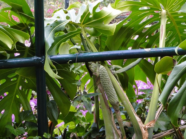 Zdjęcie z Portugalii - Owocująca monstera. Takie owoce widzieliśmy, a nawet próbowaliśmy na targu 😊