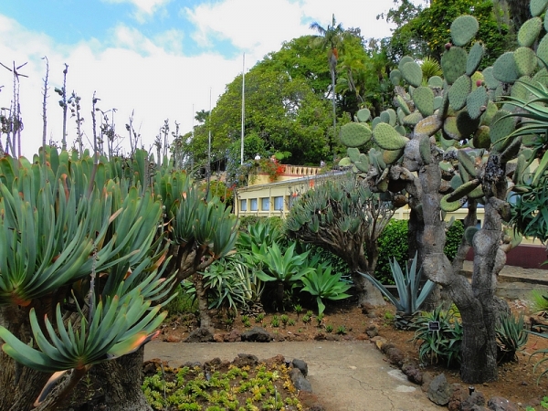 Zdjęcie z Portugalii - Zakątek z kaktusami i sukulentami.