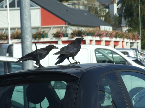Zdjęcie z Francji - na parkingu