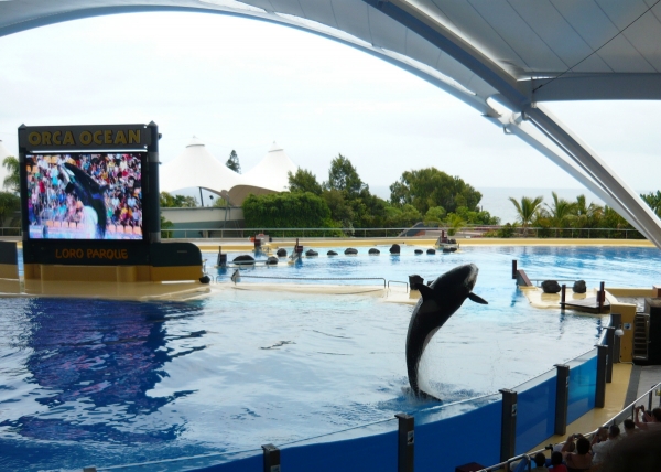 Zdjecie - Hiszpania - Teneryfa - Loro Park w Puerto de la Cruz