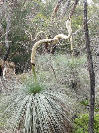 Zdjęcie z Australii - Grass trees