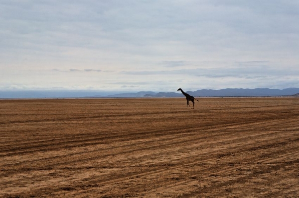 Zdjęcie z Kenii - Amboseli NP