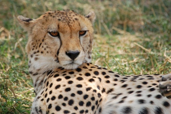 Zdjęcie z Kenii - Maasai Mara NP