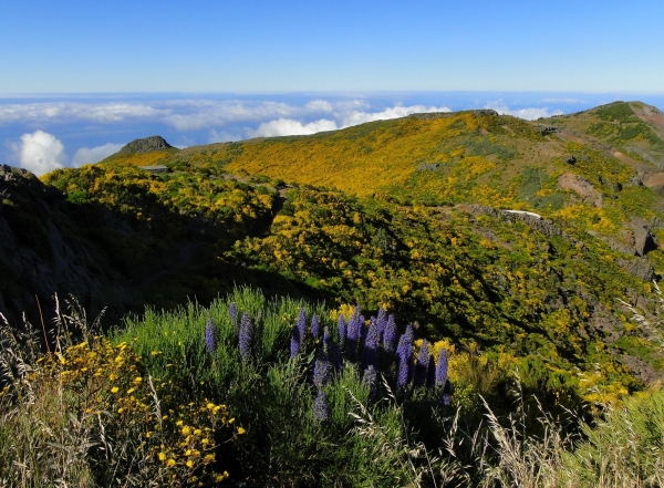 Zdjęcie z Portugalii - Trekking po szczytach Madery