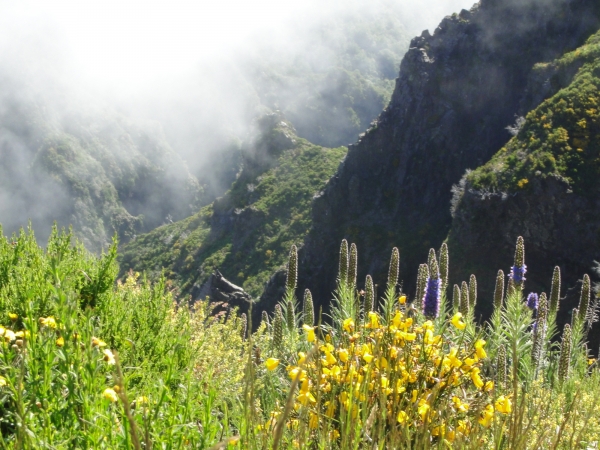 Zdjęcie z Portugalii - Trekking po szczytach Madery