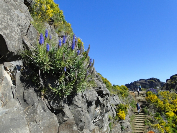 Zdjęcie z Portugalii - Trekking po szczytach Madery