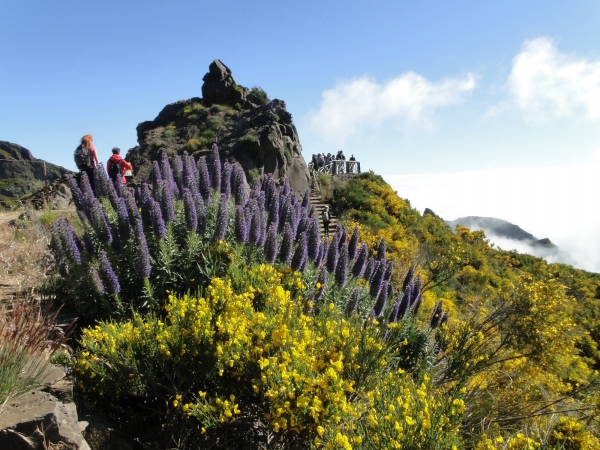 Zdjęcie z Portugalii - Trekking po szczytach Madery