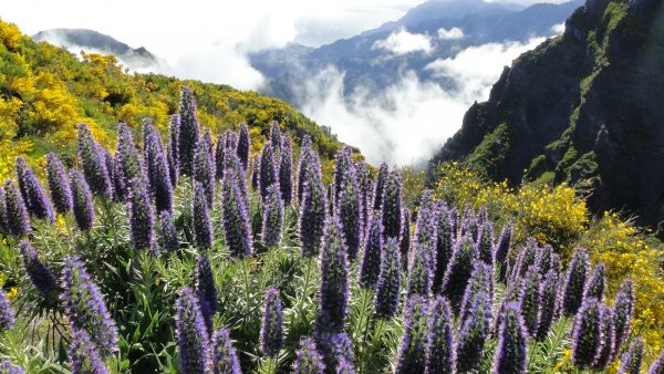 Zdjęcie z Portugalii - Trekking po szczytach Madery