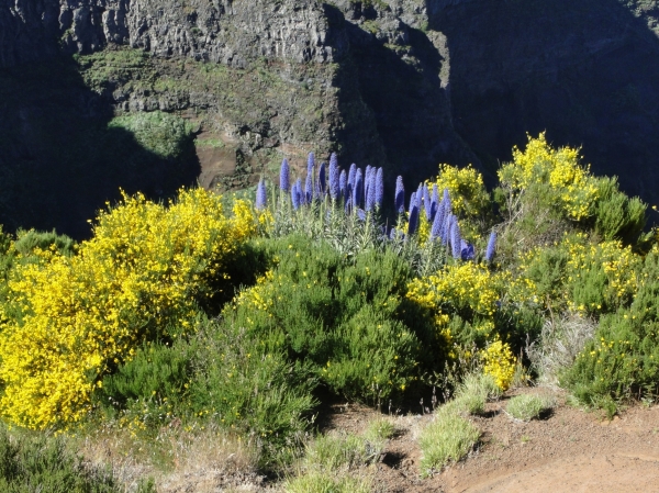 Zdjęcie z Portugalii - Trekking po szczytach Madery