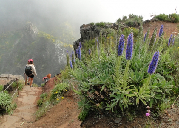 Zdjęcie z Portugalii - Trekking po szczytach Madery