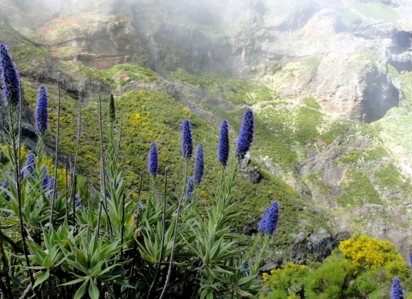 Zdjęcie z Portugalii - Trekking po szczytach Madery