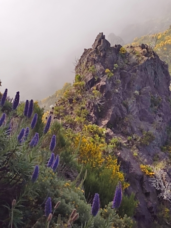 Zdjęcie z Portugalii - Trekking po szczytach Madery