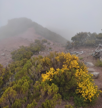 Zdjęcie z Portugalii - Trekking po szczytach Madery