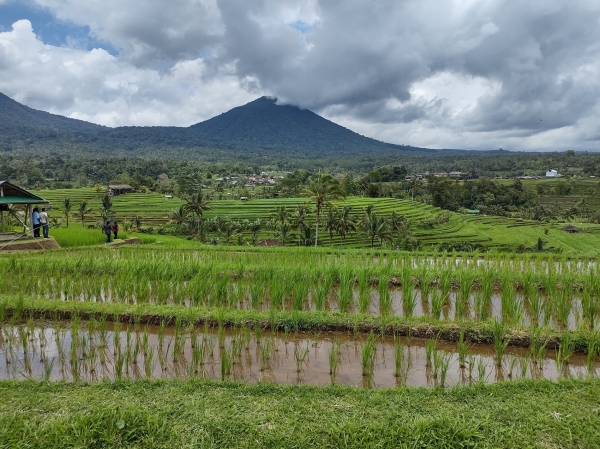 Zdjęcie z Indonezji - 