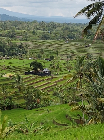 Zdjęcie z Indonezji - 