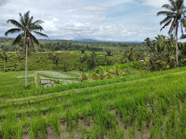 Zdjęcie z Indonezji - 