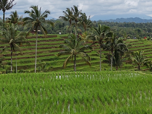 Zdjęcie z Indonezji - 