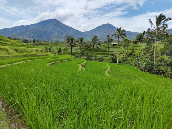 Zdjęcie z Indonezji - 