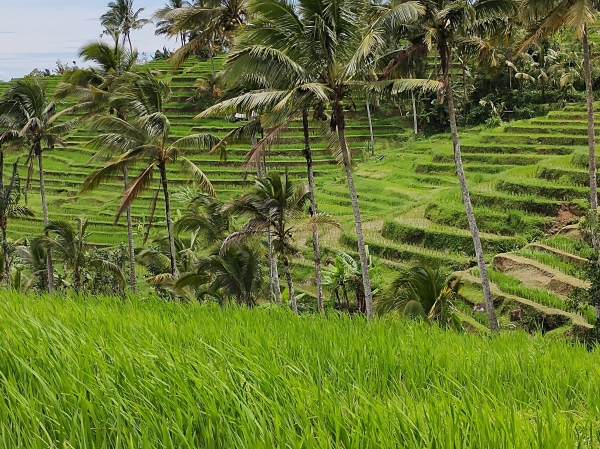 Zdjęcie z Indonezji - 