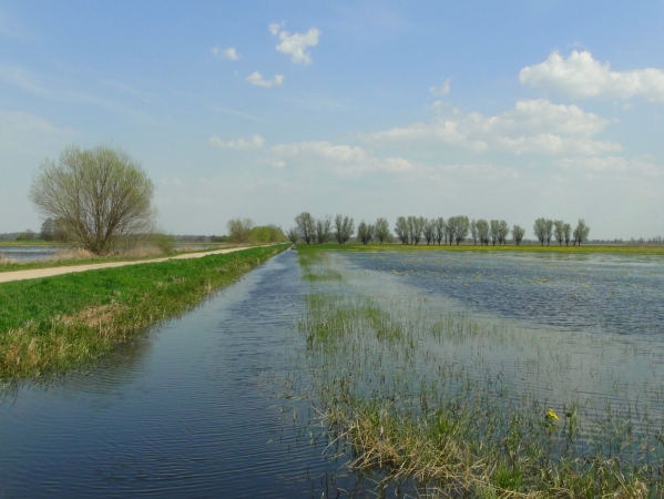 Zdjęcie z Polski - Czas kaczeńców