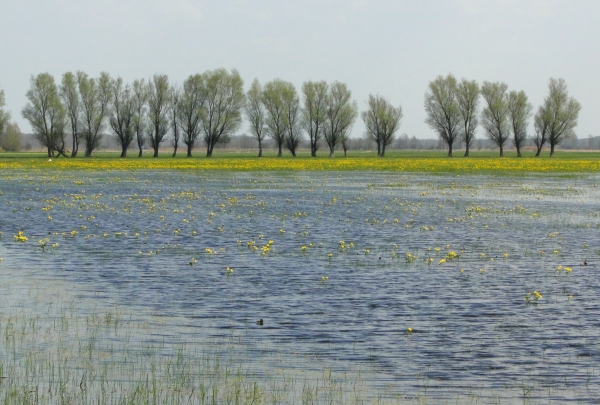 Zdjęcie z Polski - Czas kaczeńców