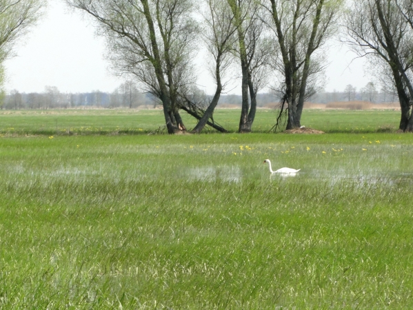 Zdjęcie z Polski - Czas kaczeńców