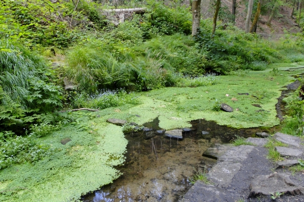 Zdjęcie z Czech - Saksońska Szwajcaria