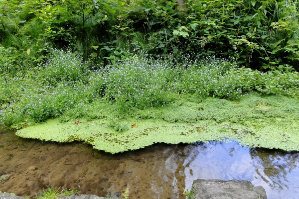Zdjęcie z Czech - Saksońska Szwajcaria