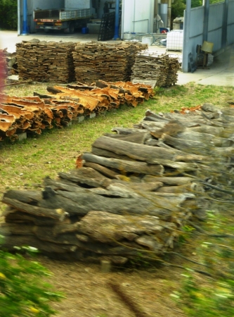 Zdjęcie z Włoch - produkcja korka na Sardynii ma wiekową tradycję; wyspa słynie bowiem z korkowych wyrobów