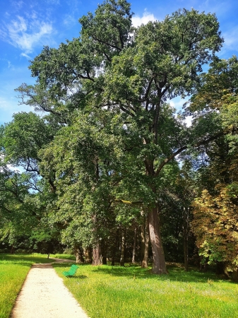 Zdjęcie z Polski - Park rogaliński