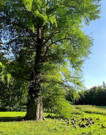 Zdjęcie z Polski - Kórnik - zamek i arboretum