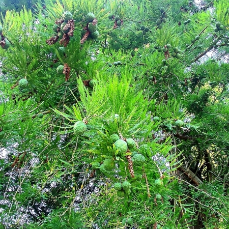 Zdjęcie z Polski - Kórnik - zamek i arboretum