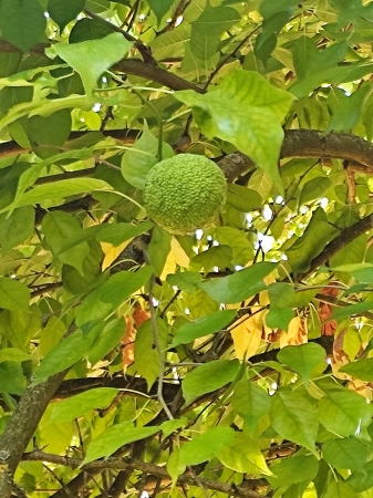 Zdjęcie z Polski - Kórnik - zamek i arboretum