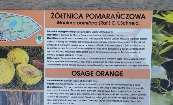Zdjęcie z Polski - Kórnik - zamek i arboretum