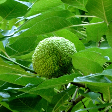 Zdjęcie z Polski - Kórnik - zamek i arboretum
