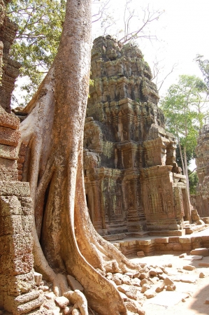 Zdjęcie z Kambodży - Ta Prohm