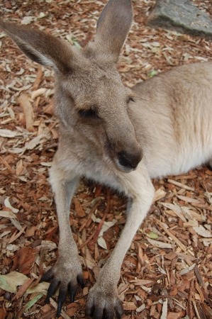 Zdjecie - Australia - Melbourne, Gold Coast, Echuca