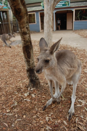 Zdjęcie z Australii - 