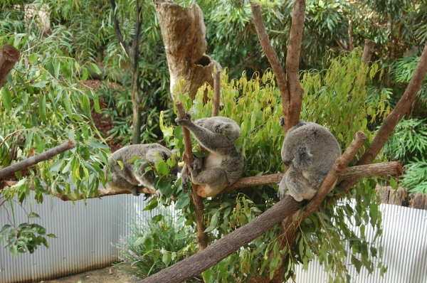 Zdjęcie z Australii - 