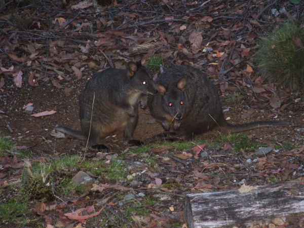 Zdjęcie z Australii - Wallabies