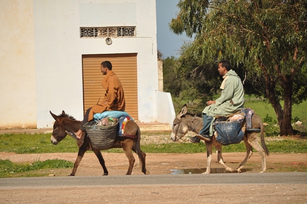 Zdjęcie z Maroka - Podróż na osiołku