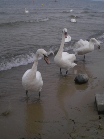 Zdjęcie z Polski - Sopot