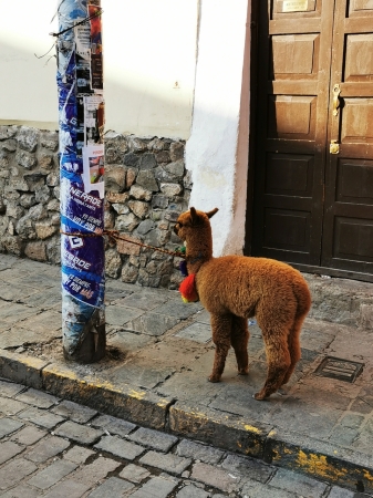 Zdjęcie z Peru - 