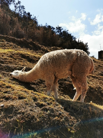 Zdjęcie z Peru - 