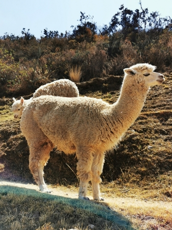 Zdjęcie z Peru - 