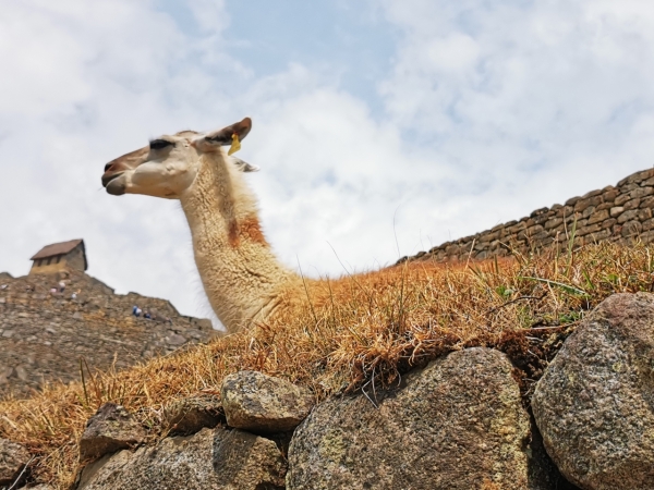 Zdjęcie z Peru - 