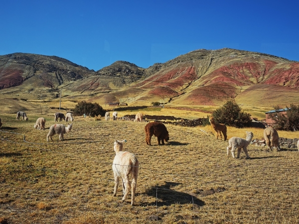 Zdjęcie z Peru - 