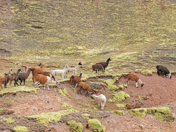 Zdjęcie z Peru - 