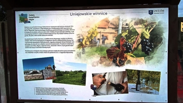 Zdjęcie z Polski - tych winnic jest tu wiecej; to nowy "projekt" Uniejowa mający 5 lat i rodzący